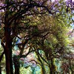 Annapurna poon hill trek blooming rhododendrons in April